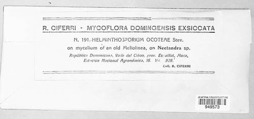 Helminthosporium ocoteae image